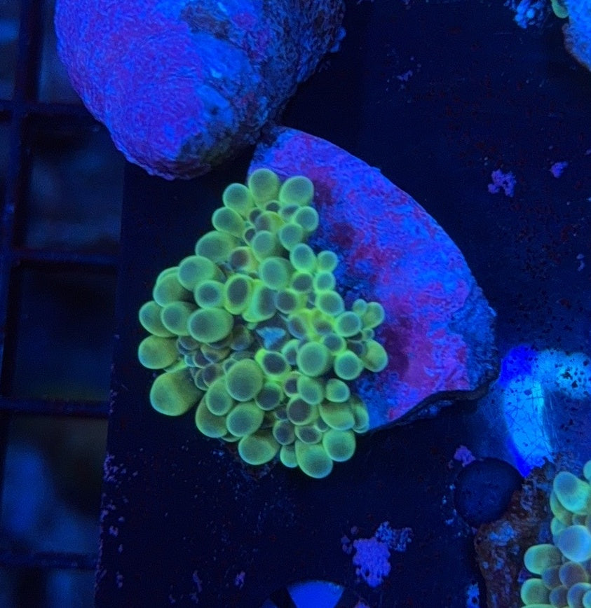 Deepwater Yuma clearance