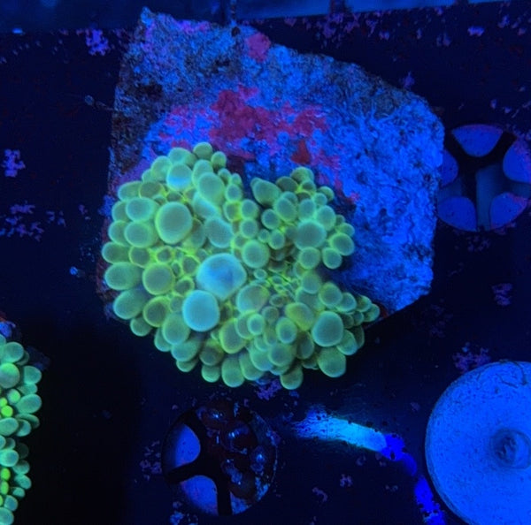 Deepwater Yuma clearance