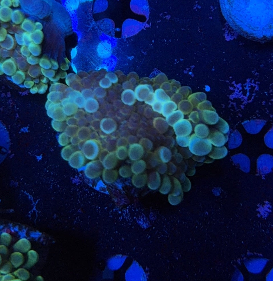 Deepwater Yuma clearance