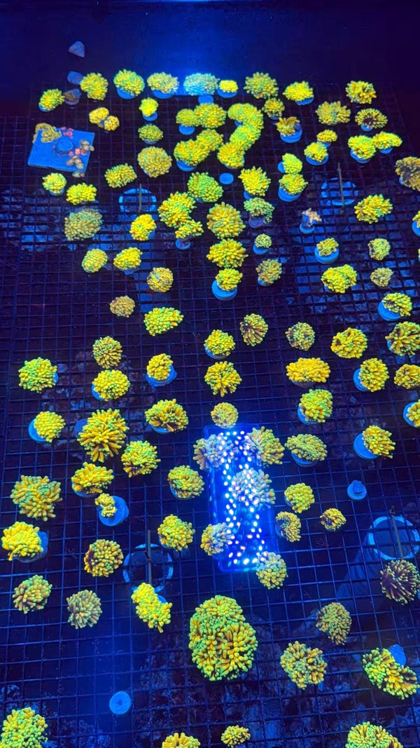 Asian Banana torch (Not WYSIWYG) per head