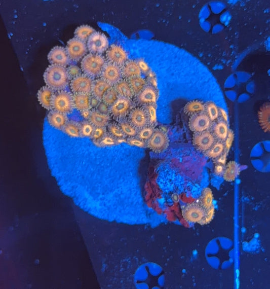 Zoa plate