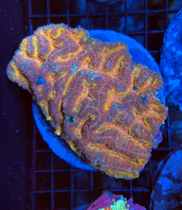 Ultra symphyllia coral