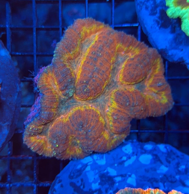 Ultra symphyllia coral