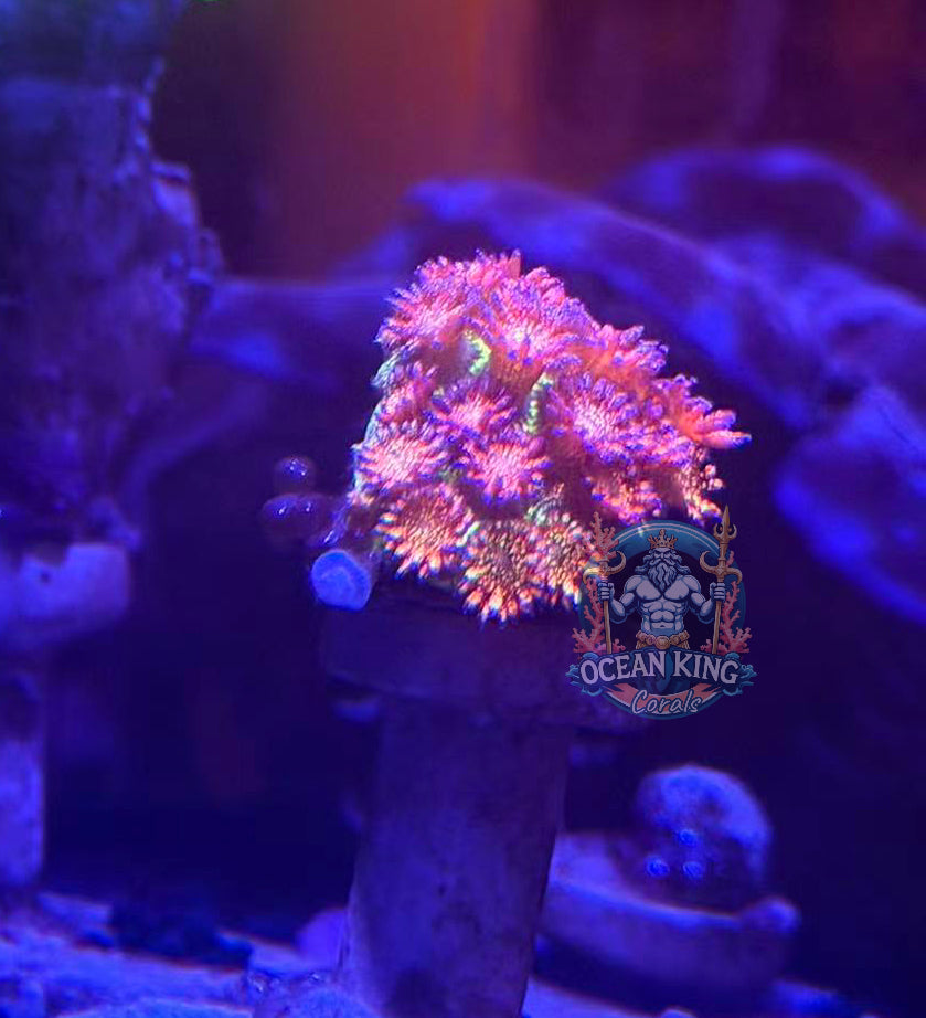 OC Phantom glitter one frag available