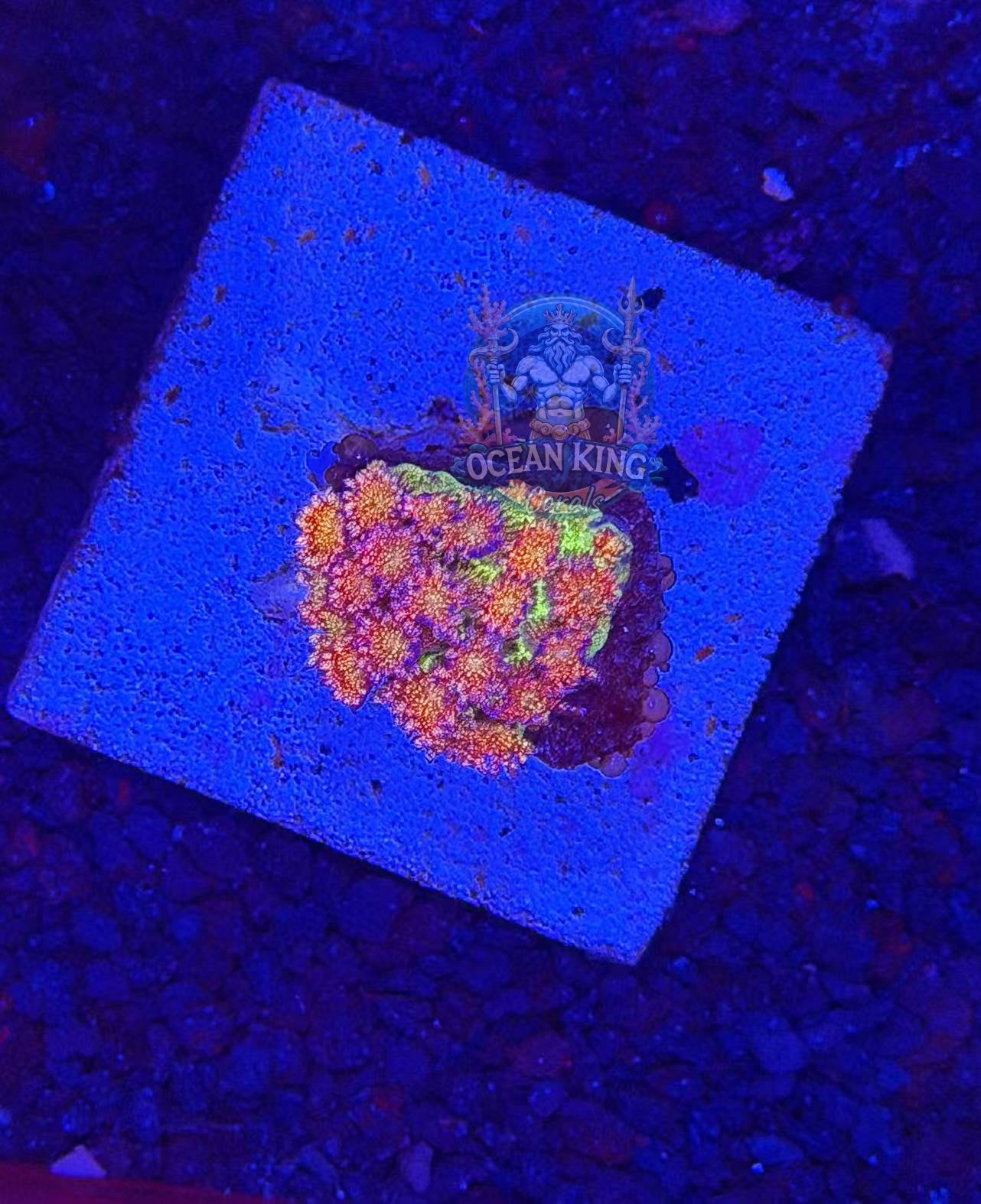 OC Phantom glitter one frag available