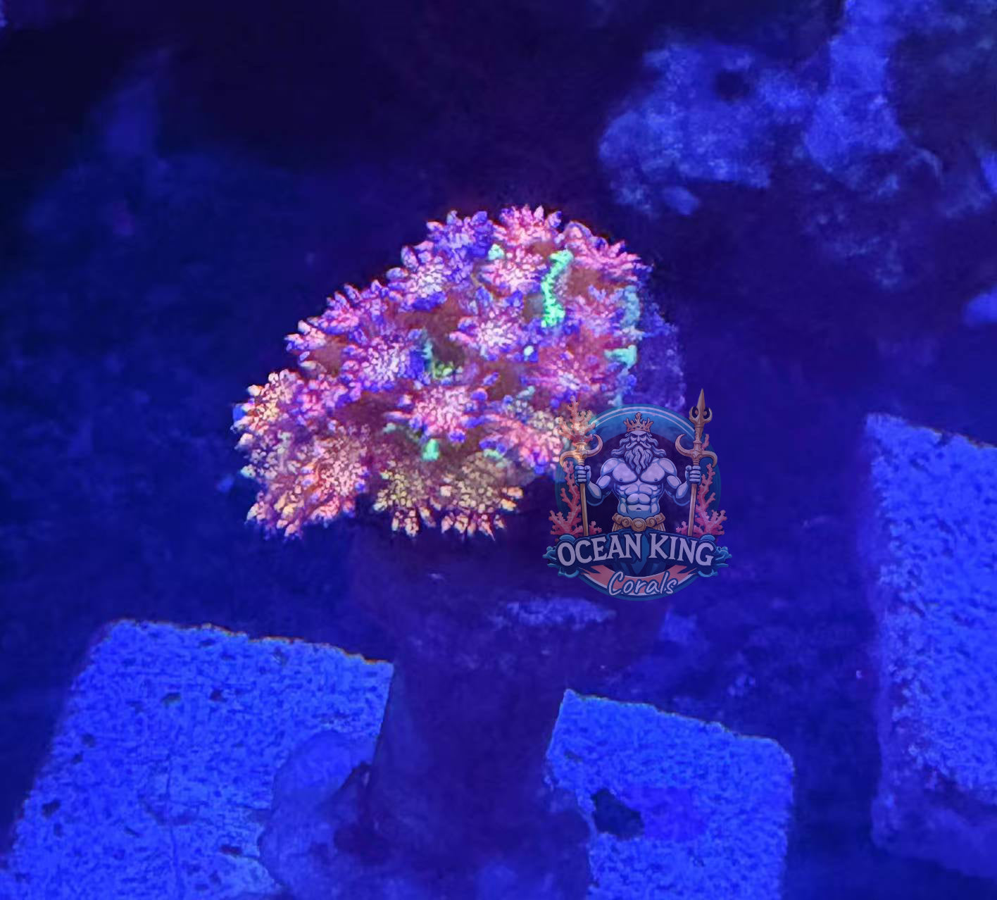 OC Phantom glitter one frag available
