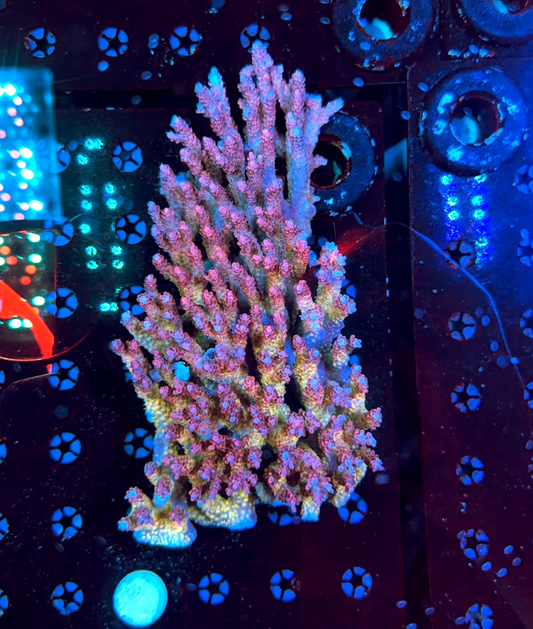 Malay acro