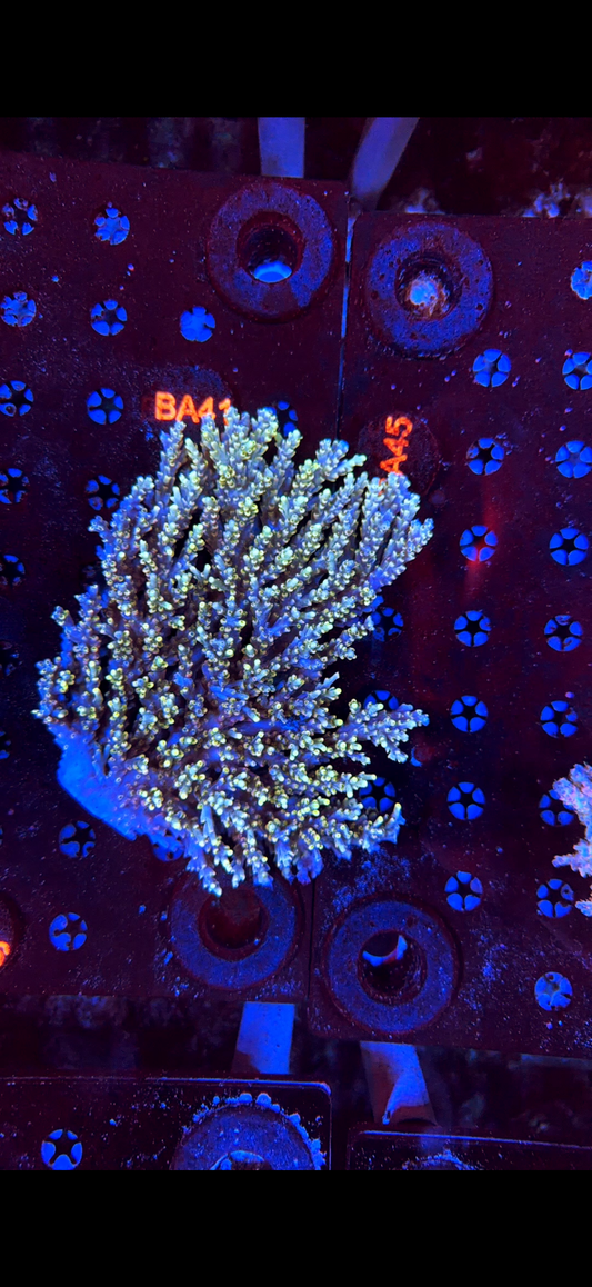 speciosa