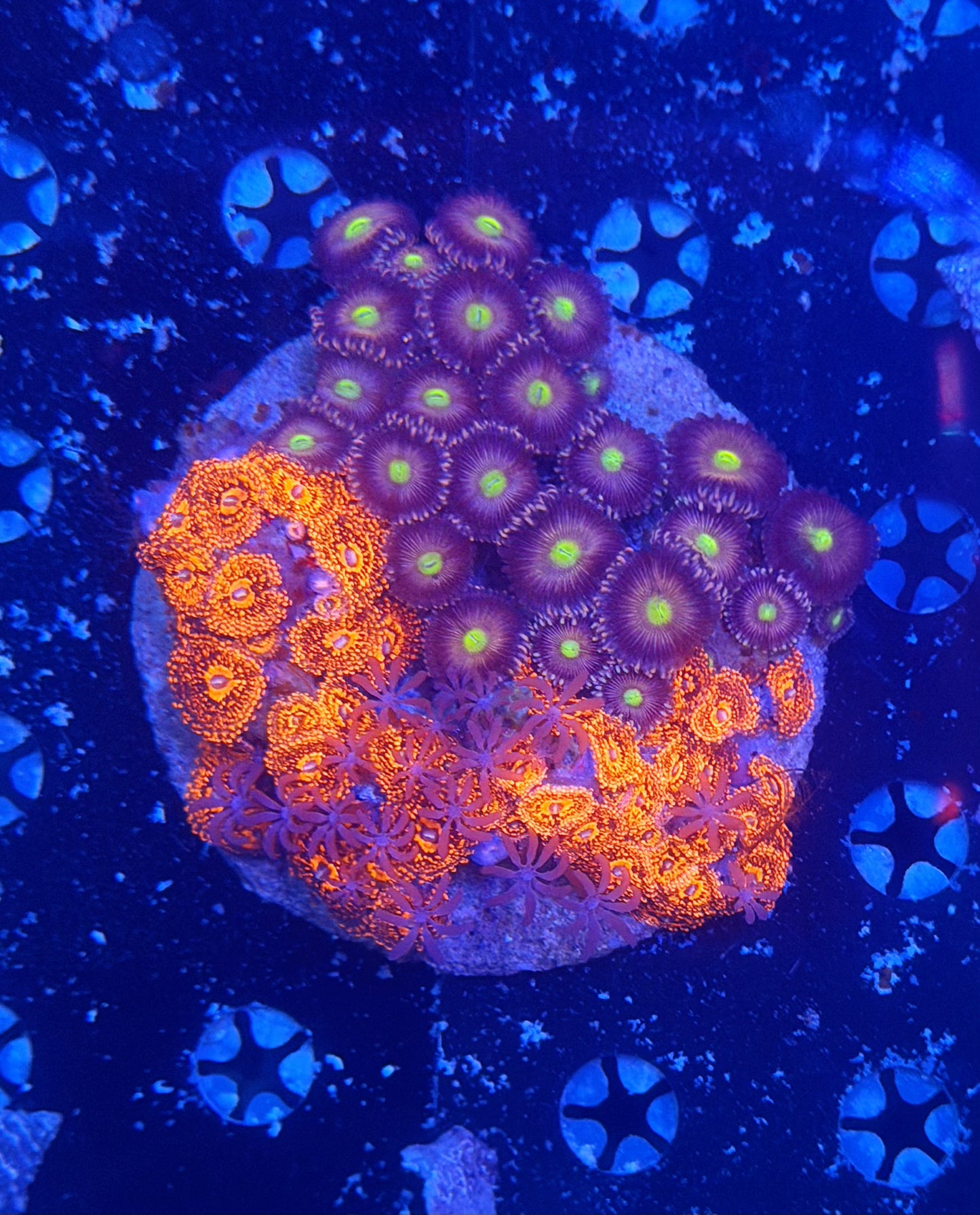 Ultra Zoa Colony