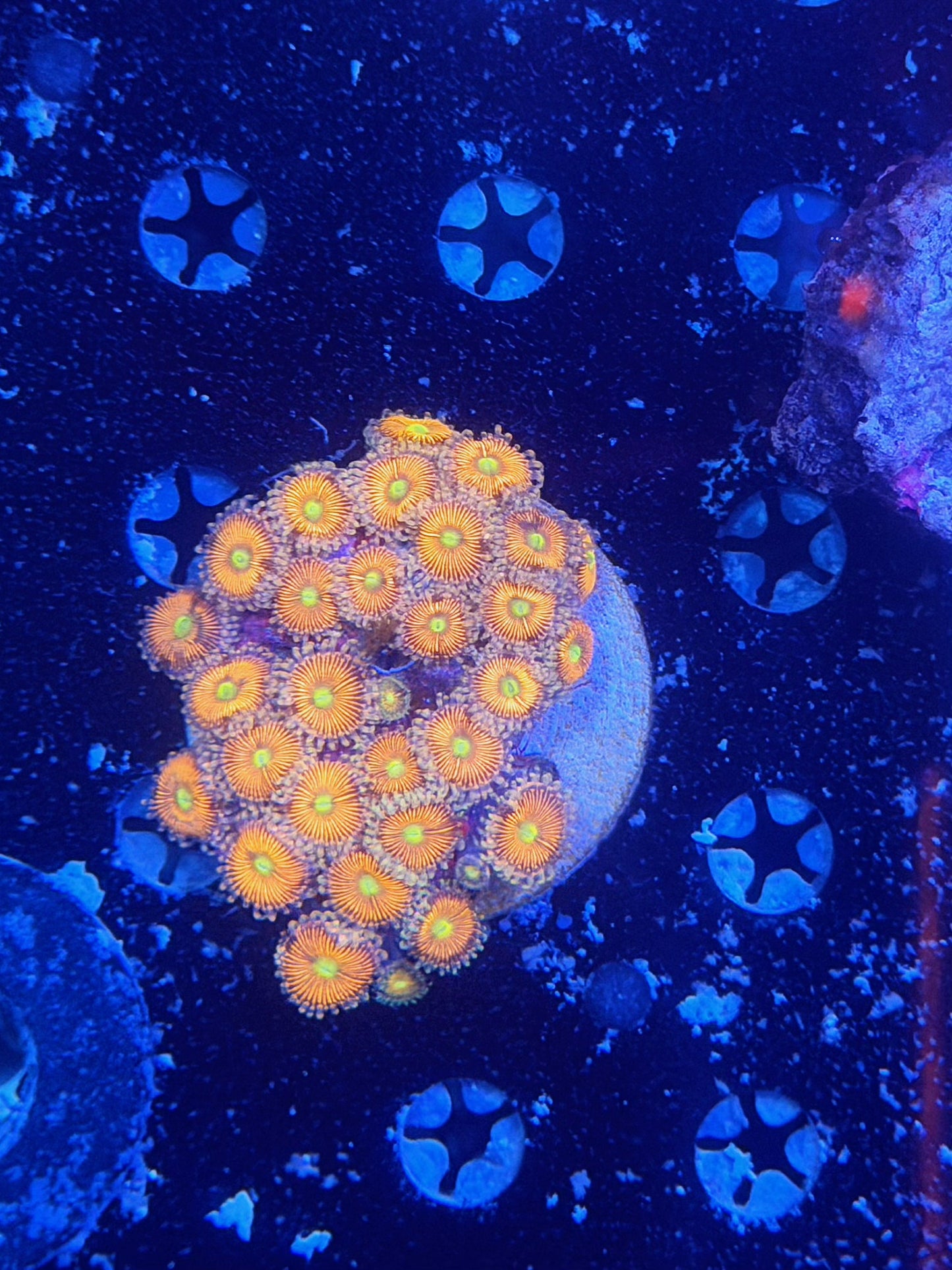 Ultra Zoa Colony