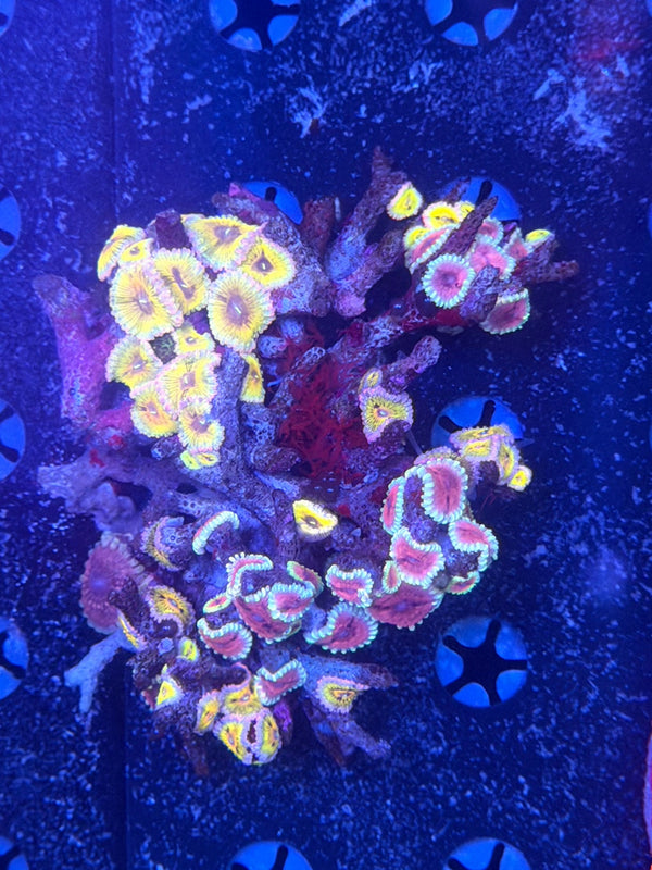 Ultra Zoa Colony