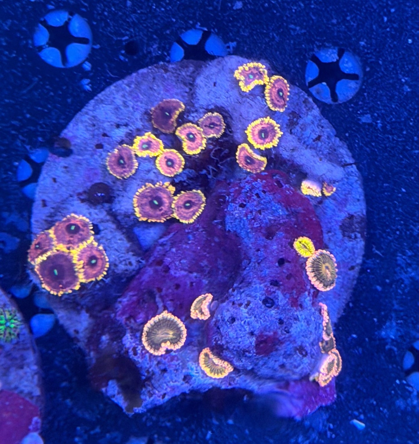 Ultra Zoa Colony