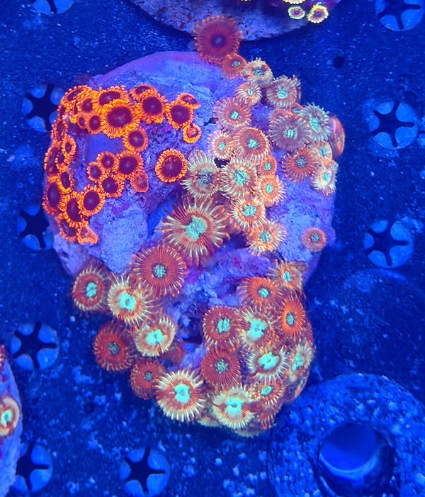 Zoa Colony