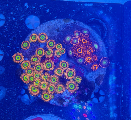 Ultra Zoa Colony