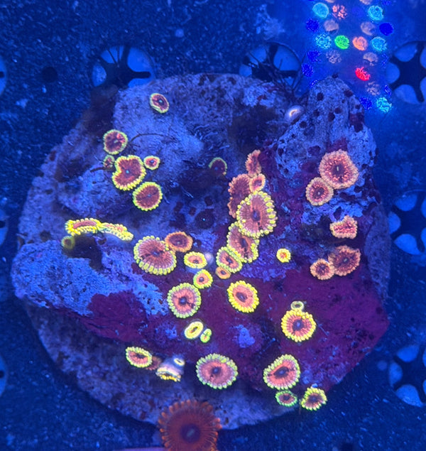 Ultra Zoa Colony