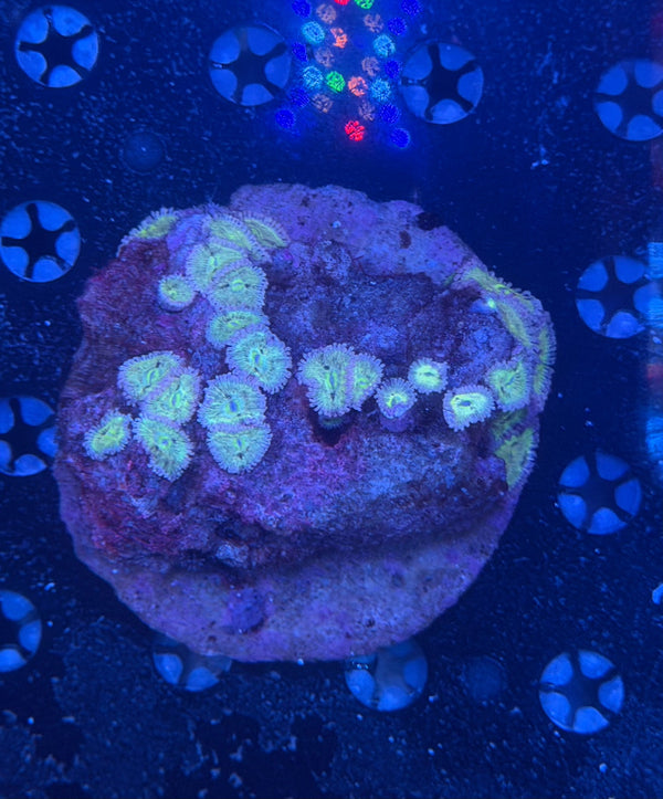 Zoa Colony