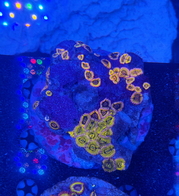 Ultra Zoa Colony