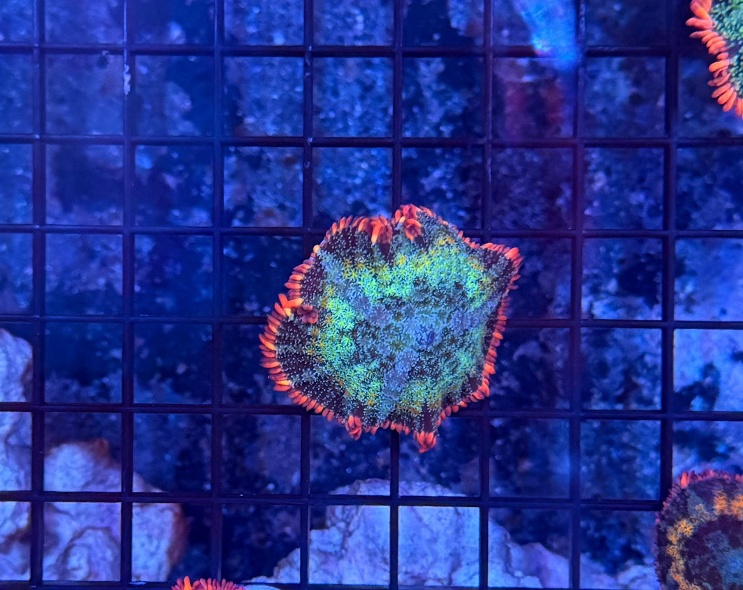 rainbow frankenstein mushroom