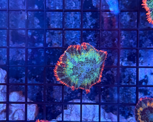rainbow frankenstein mushroom