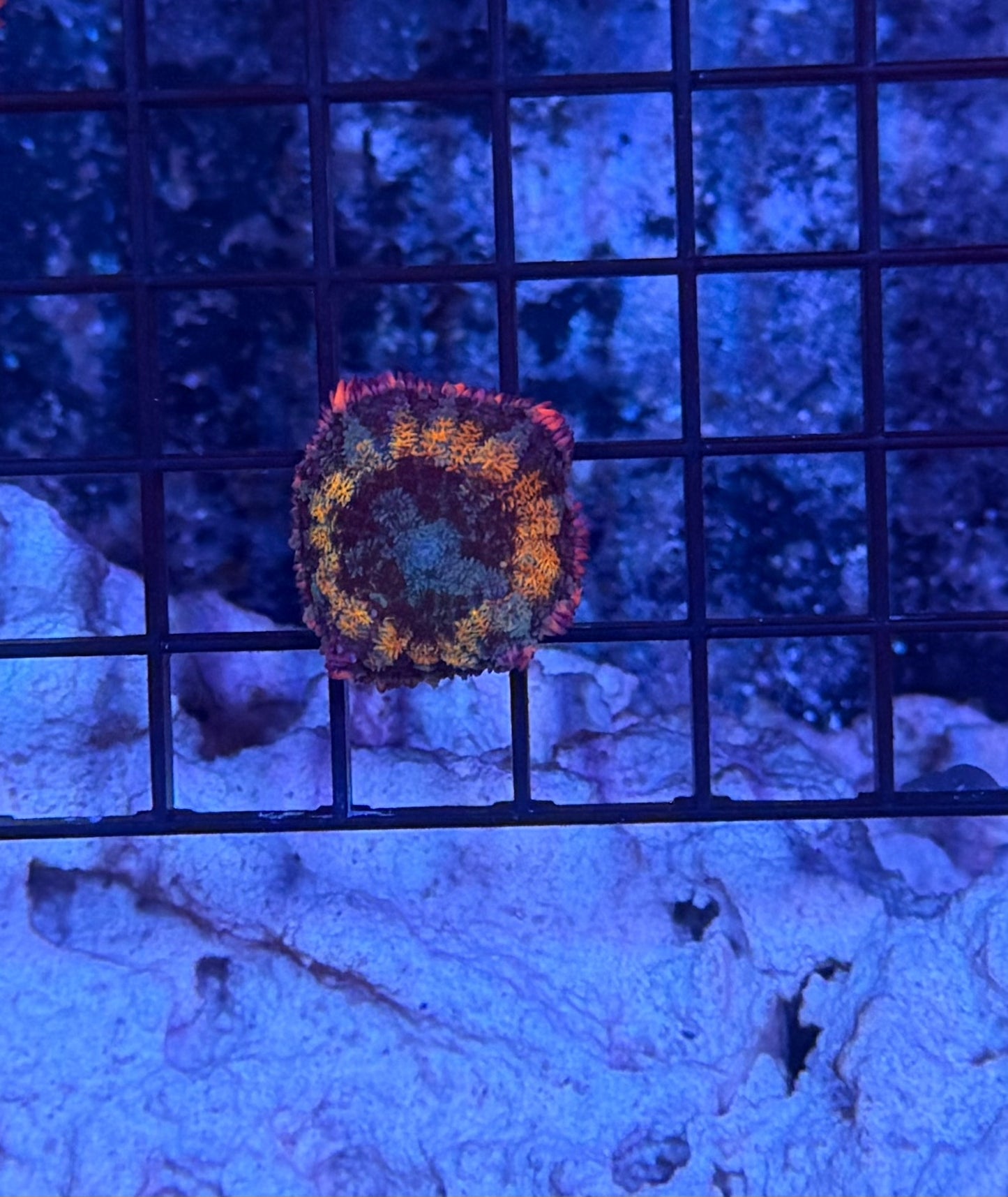 rainbow frankenstein mushroom