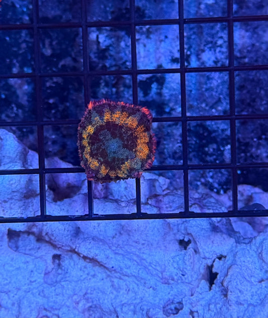 rainbow frankenstein mushroom