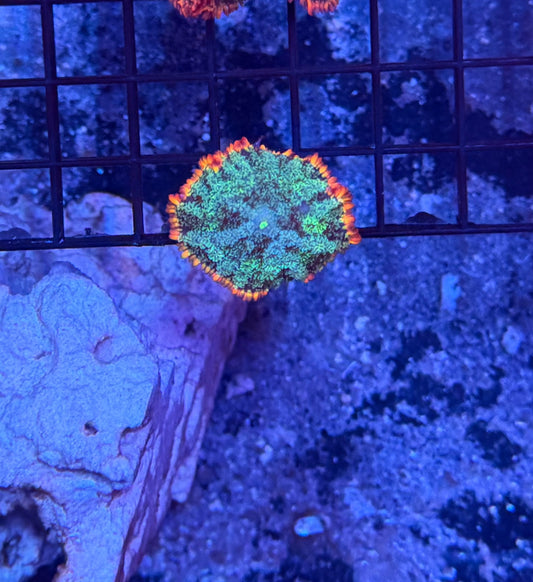 rainbow frankenstein mushroom