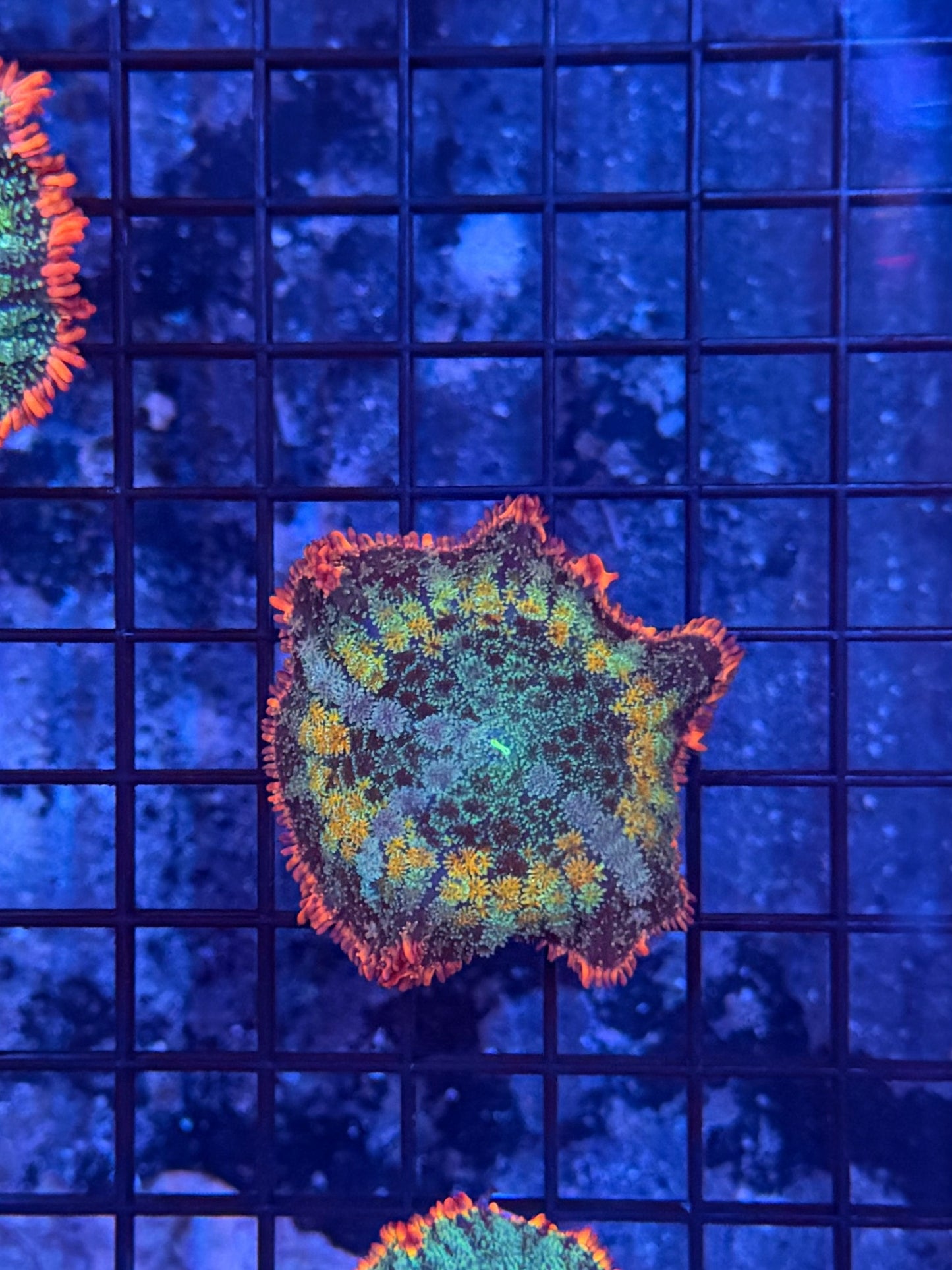 rainbow frankenstein mushroom