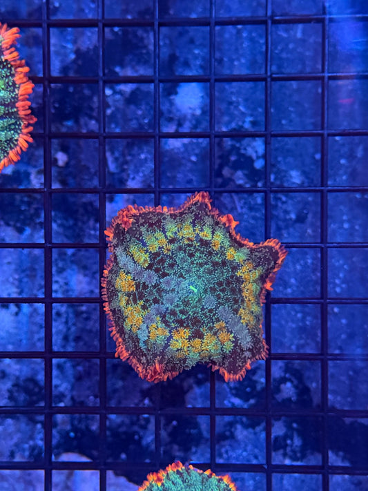rainbow frankenstein mushroom
