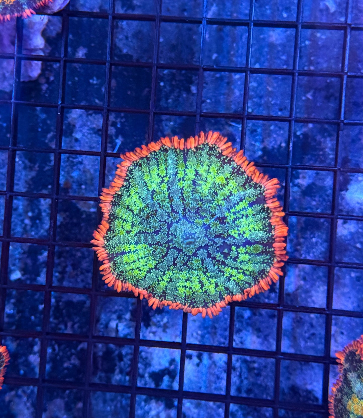 rainbow frankenstein mushroom