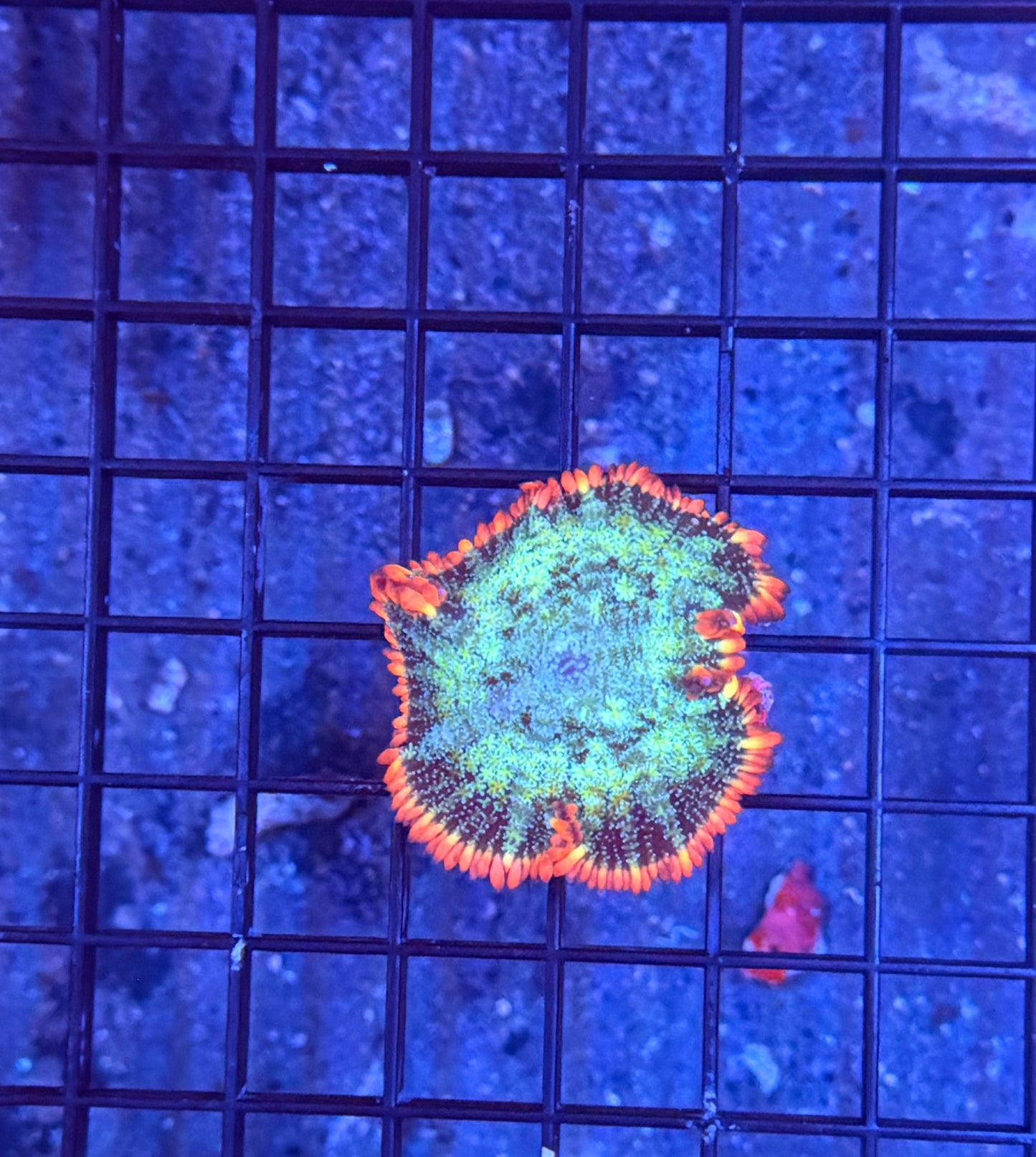 rainbow frankenstein mushroom