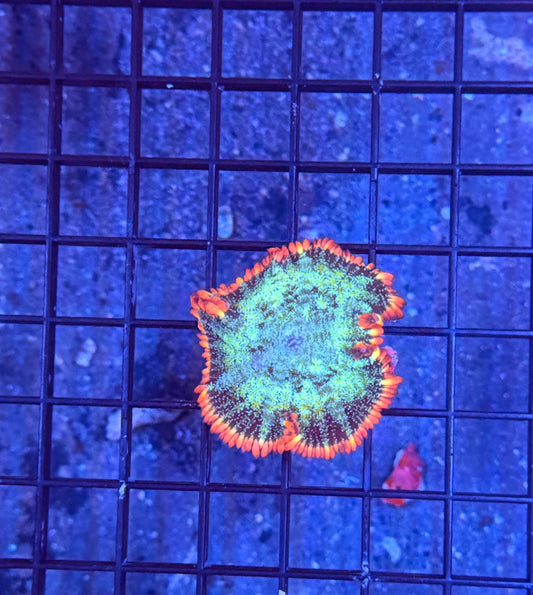 rainbow frankenstein mushroom