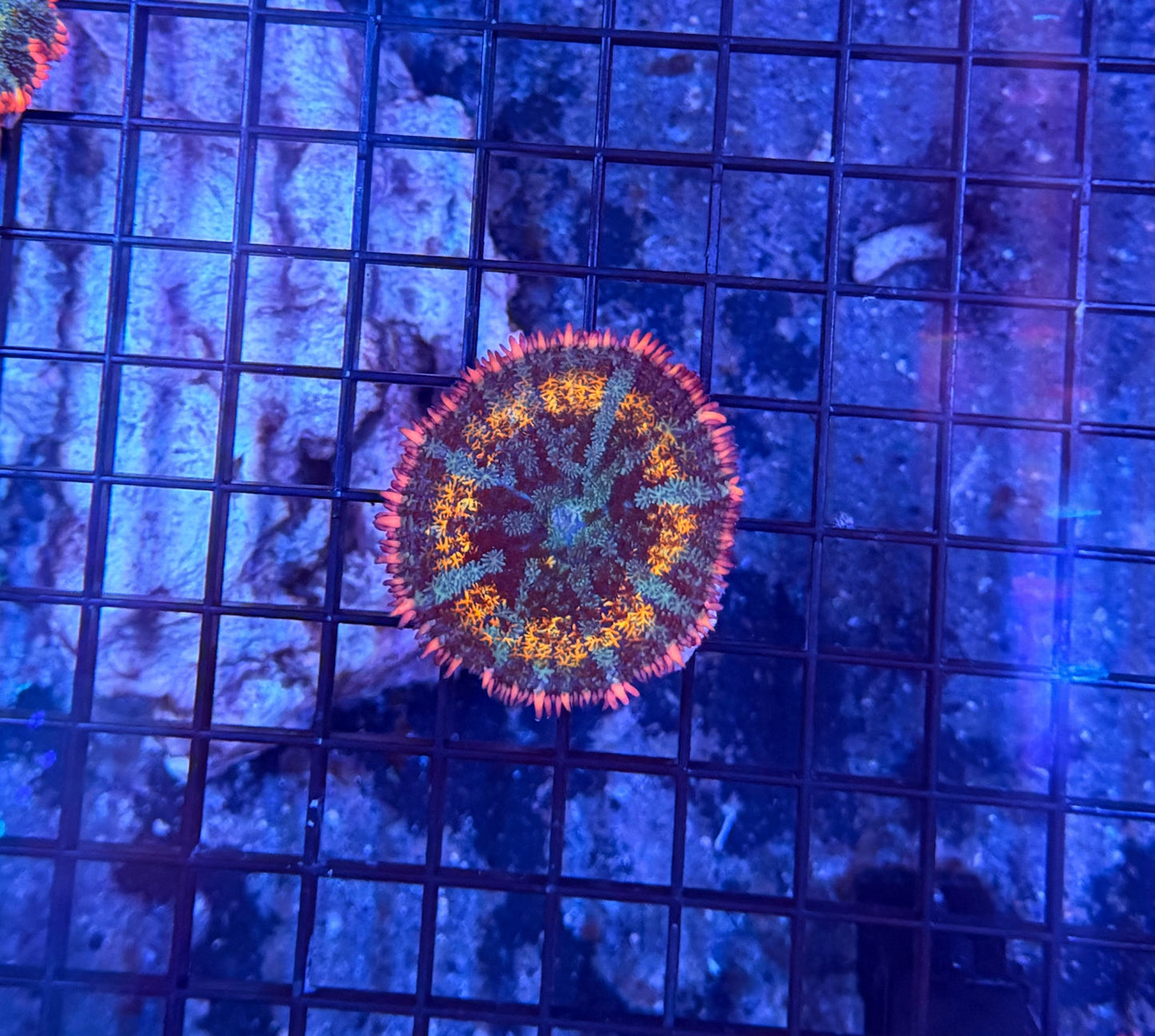 rainbow frankenstein mushroom