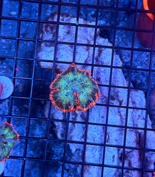 rainbow frankenstein mushroom