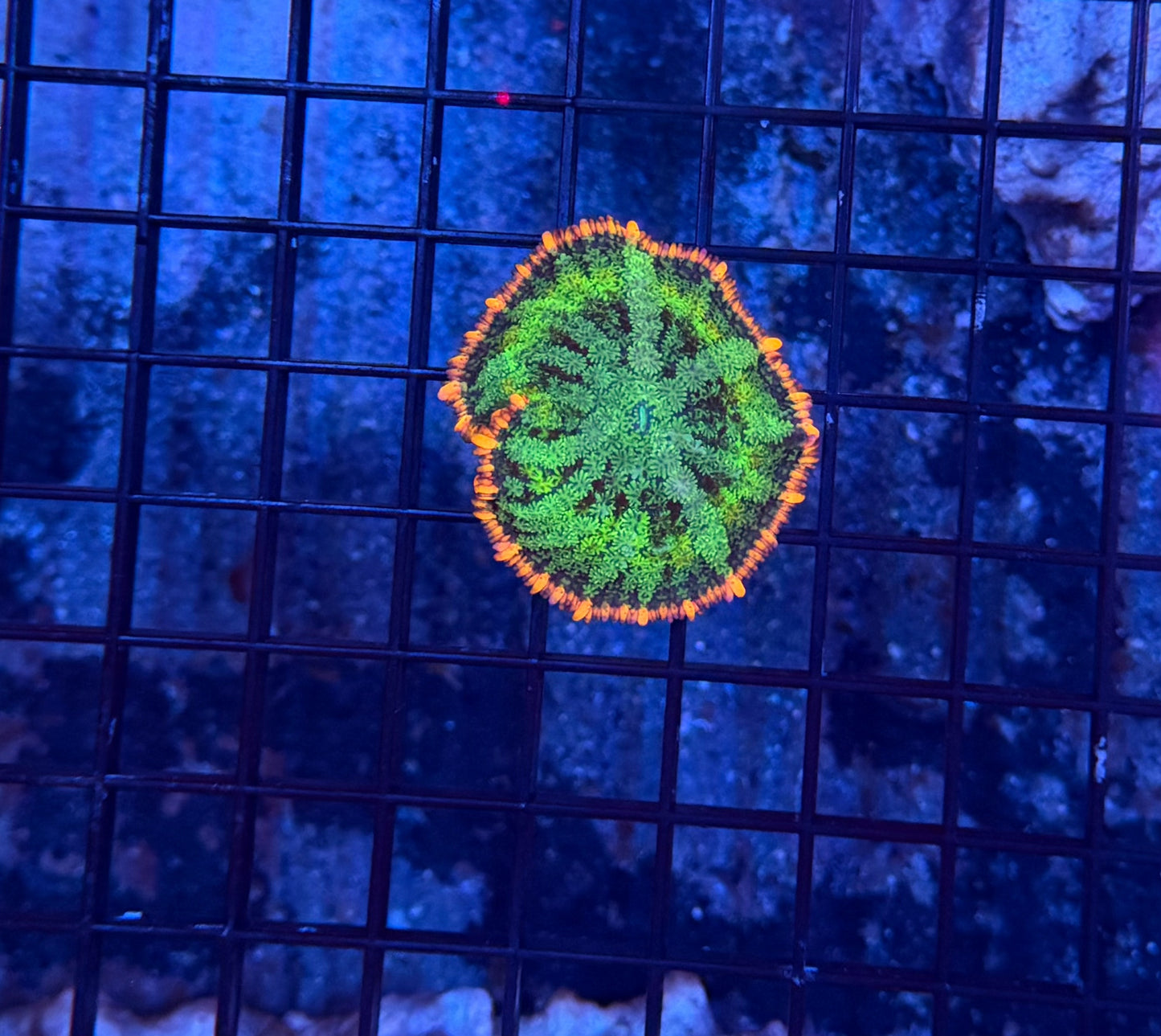 rainbow frankenstein mushroom