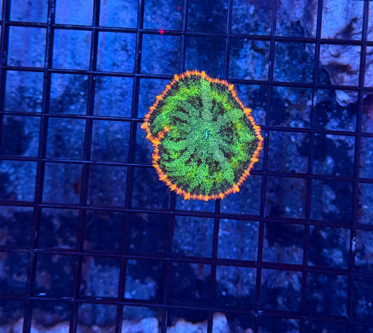 rainbow frankenstein mushroom