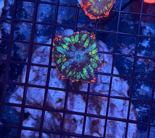 rainbow frankenstein mushroom