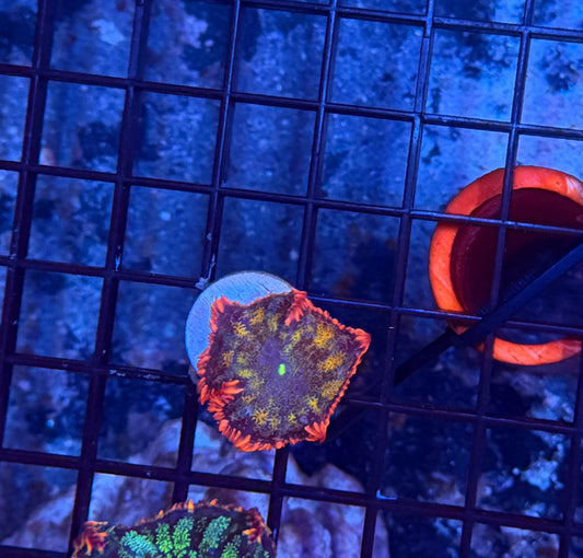 rainbow frankenstein mushroom