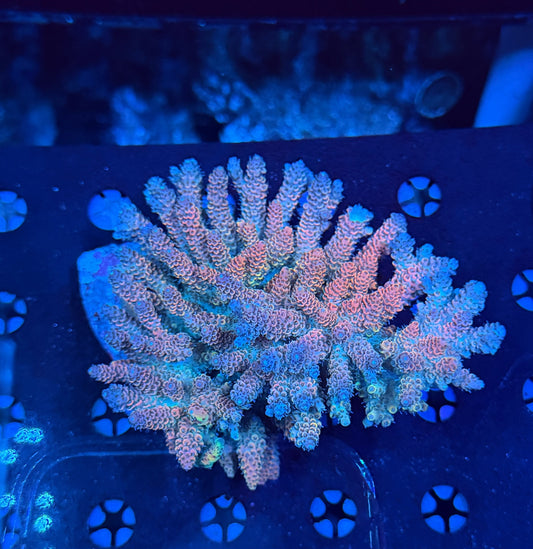 Indo Premium acros