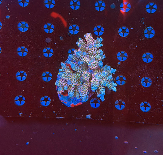 Indo Premium acros