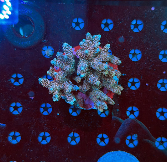 indo premium acro