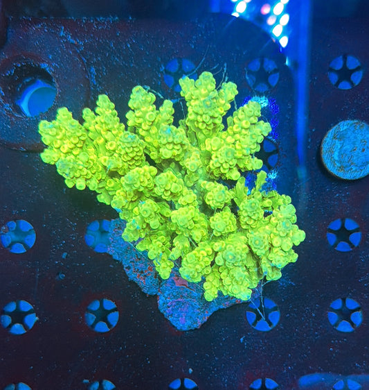 indo premium acro