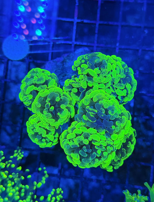 Indo rainbow hammer colony