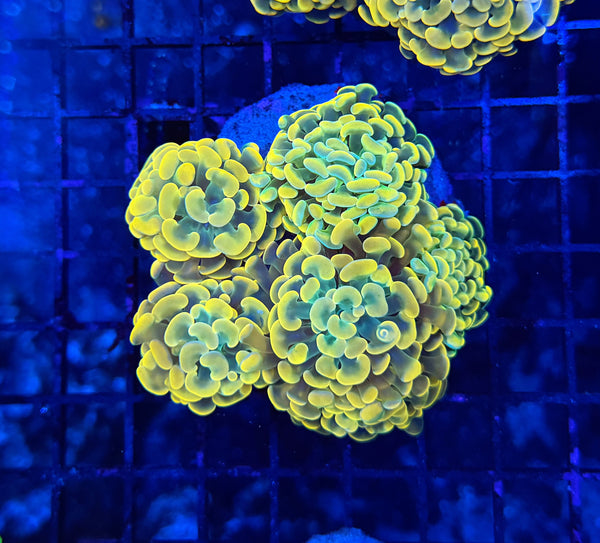 Indo rainbow hammer colony