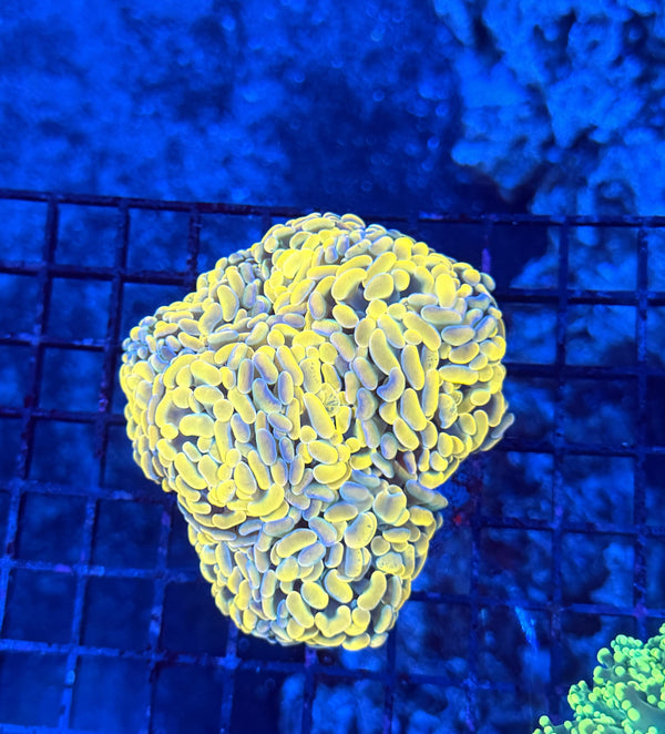 Indo rainbow hammer colony