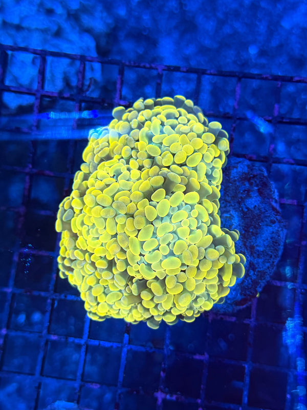 Indo rainbow hammer colony