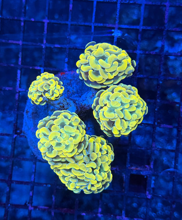 Indo rainbow hammer colony