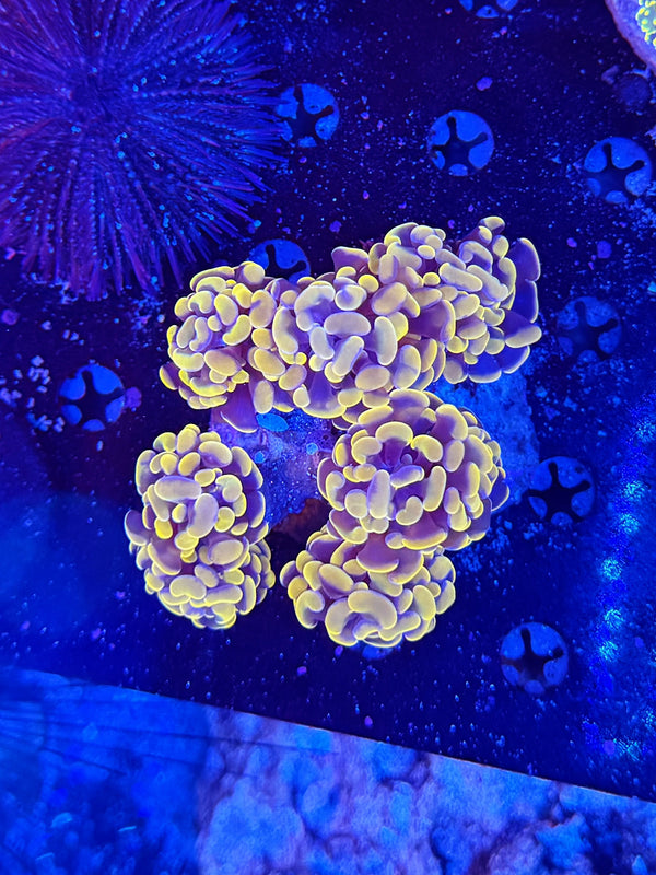 Indo rainbow hammer colony