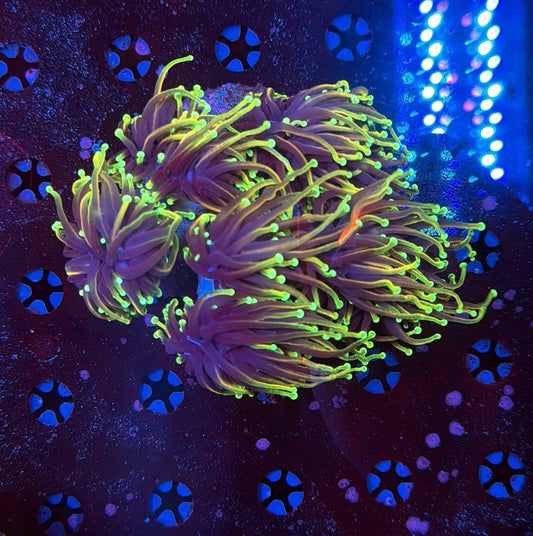 Indo torch colony