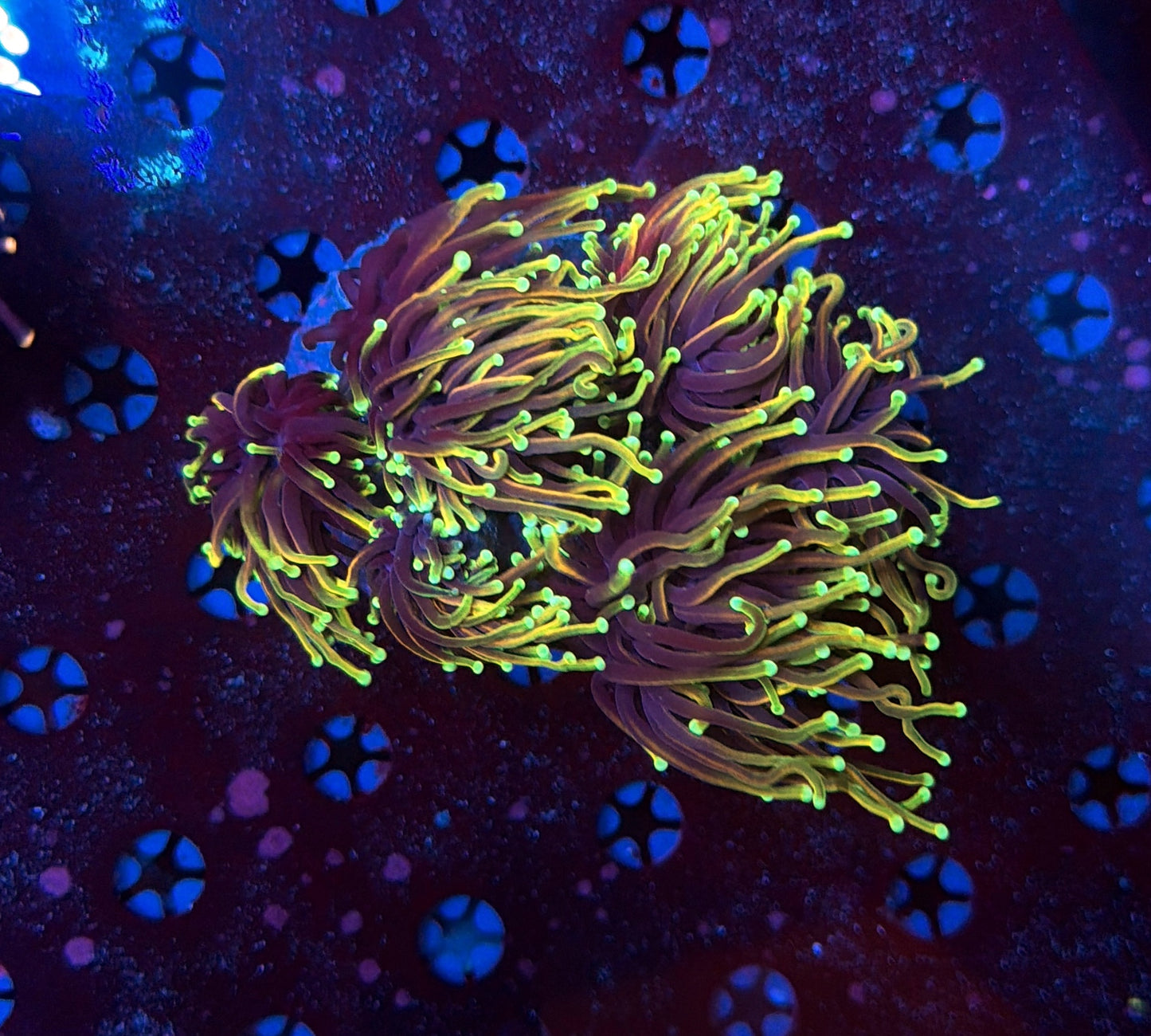 Indo torch colony