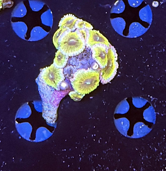 stratocaster zoa mini colony